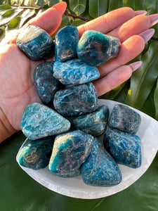 APATITE (LARGE PREMIUM Grade A Natural) Tumbled Polished Blue Crystals Stone Gemstone Crystal for Healing, Yoga, Meditation, Reiki, Wicca,